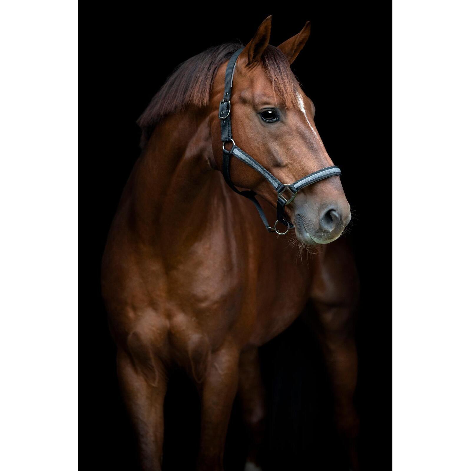 Kantar dla koni HorseGuard Virna 2/3