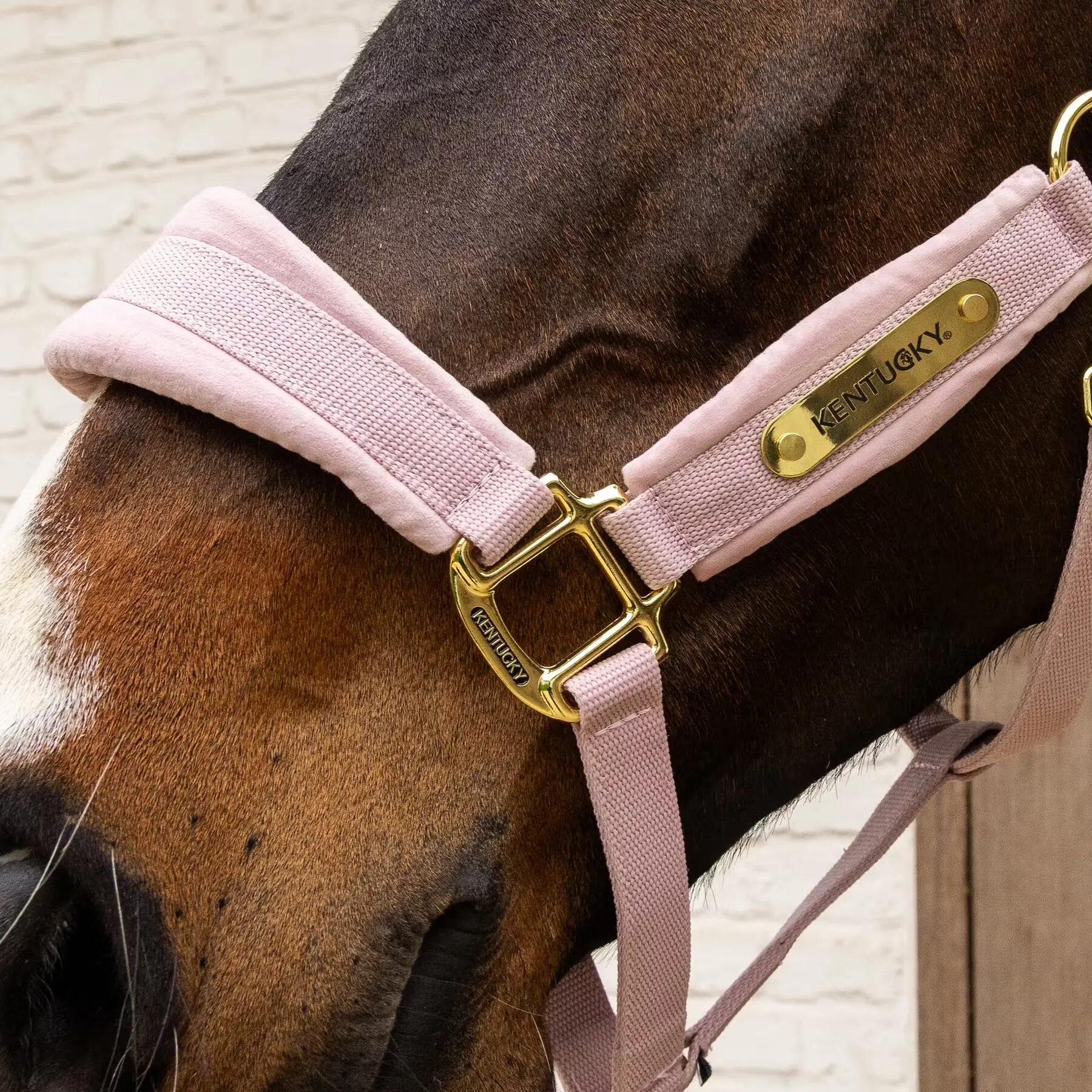 Pferdehalfter aus Nylon Kentucky Horsewear 2/3