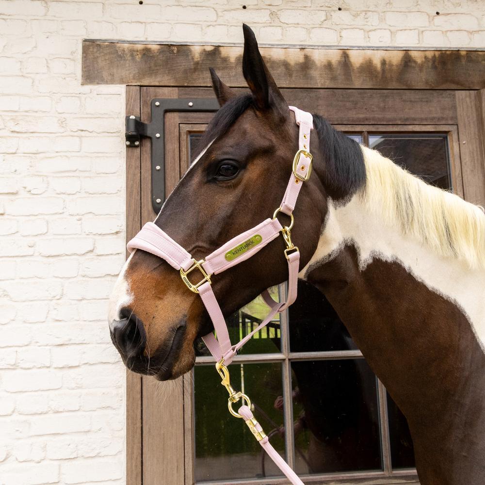 Pferdehalfter aus Nylon Kentucky Horsewear 3/3