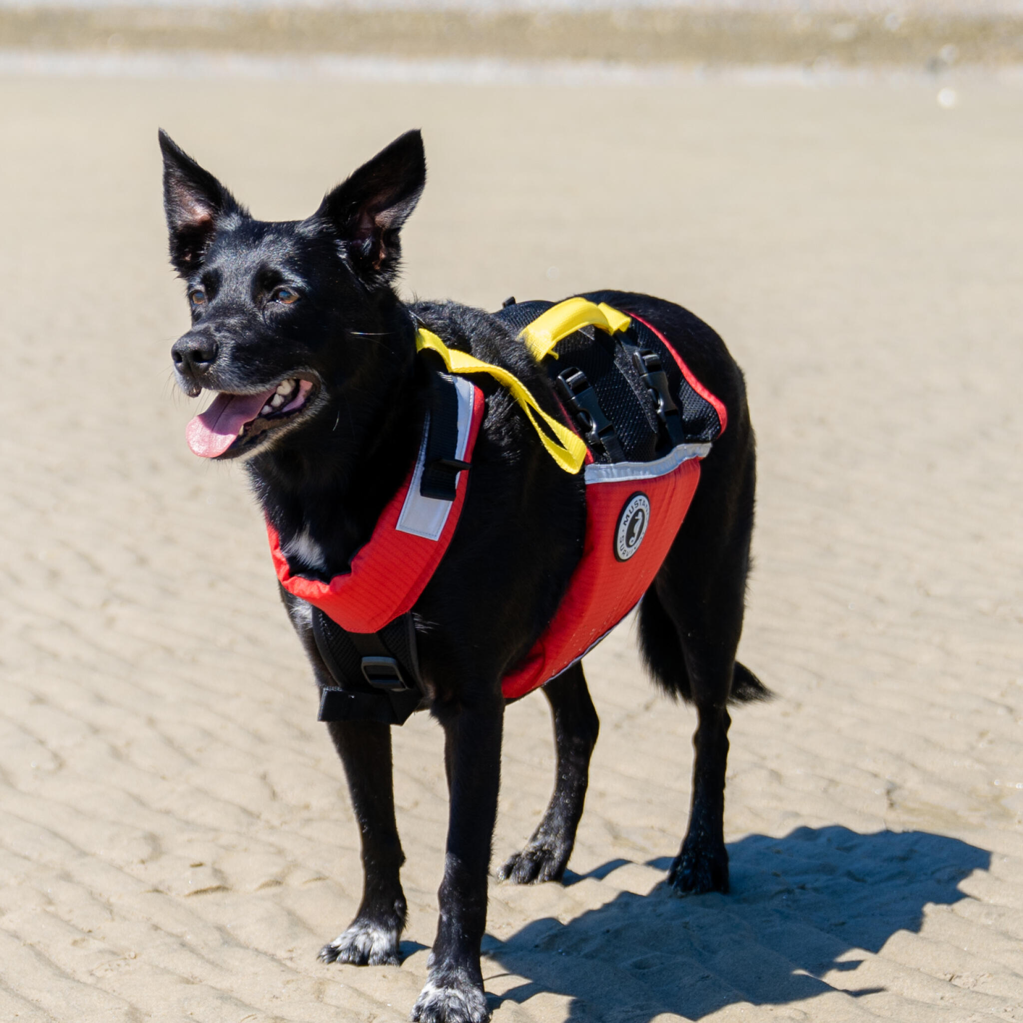 Mustang Survival UnderDog Gilet de sauvetage pour chiens 4/6