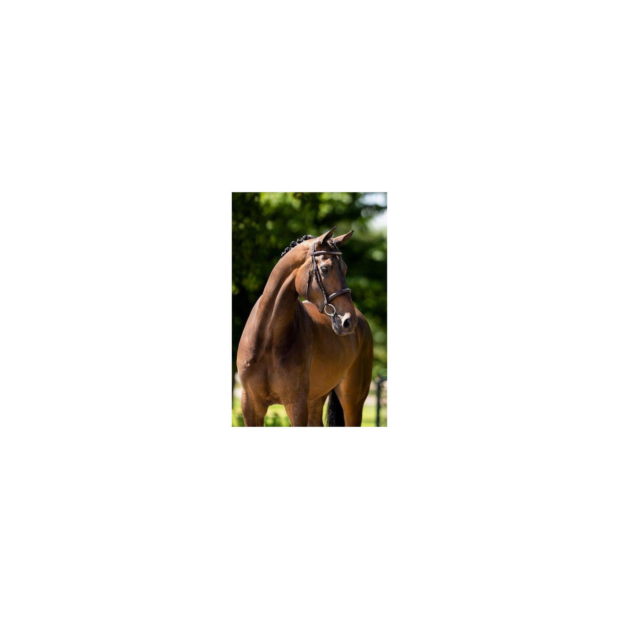 Br Hunter Hoofdstel Oxford Bruin -