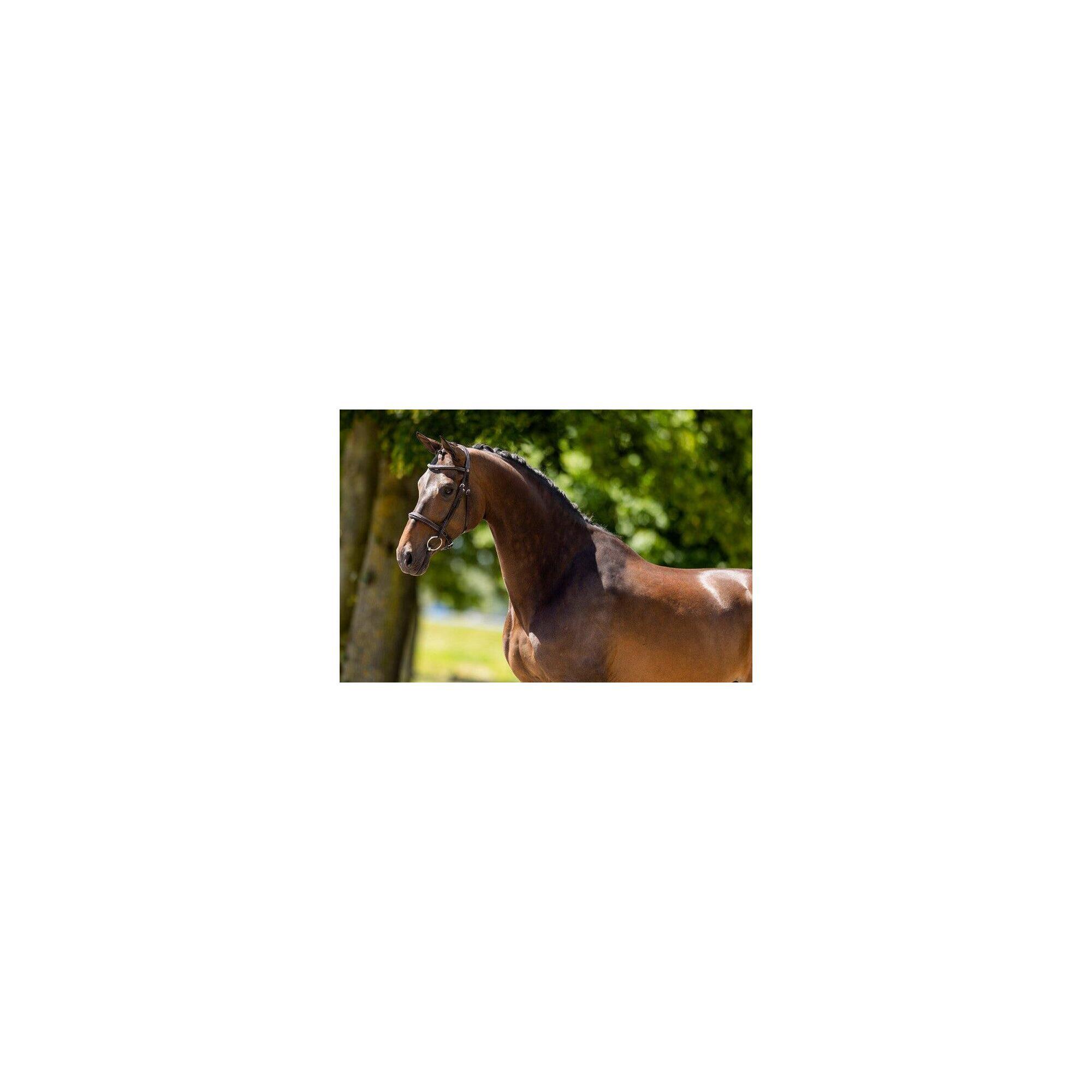 Br Hunter Hoofdstel Oxford Bruin -