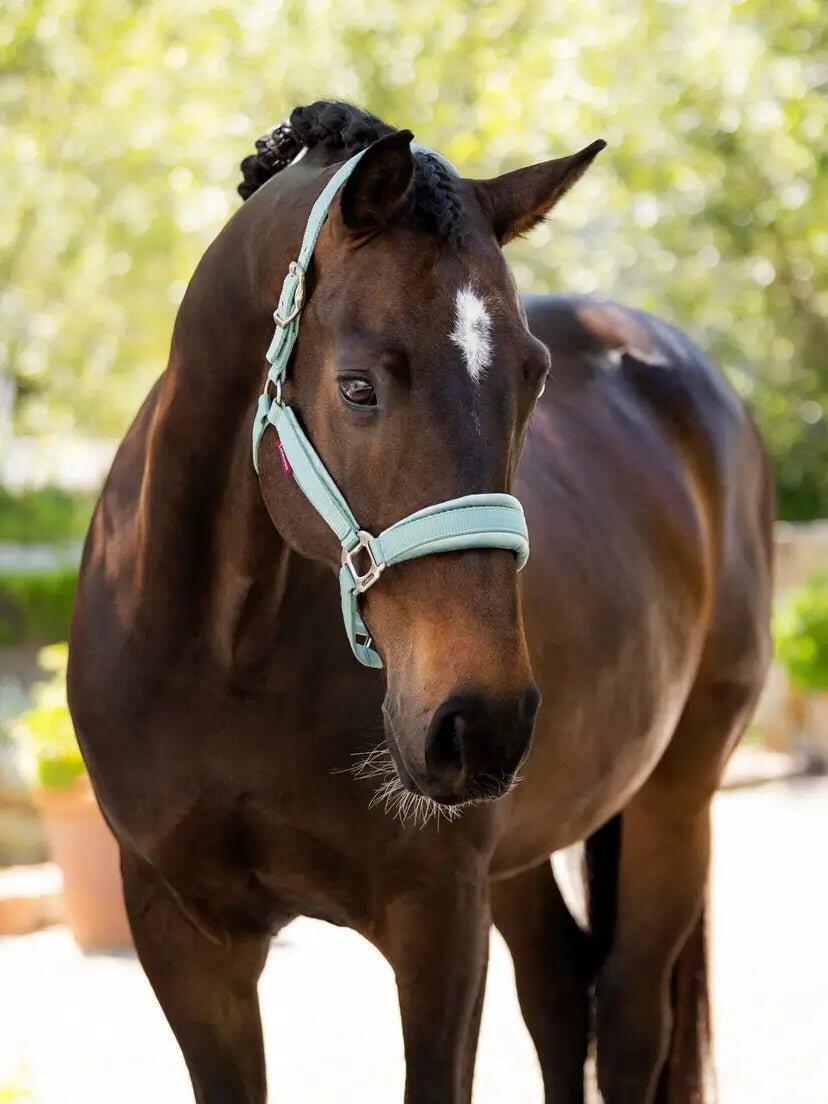 Licol pour cheval LeMieux Versailles 4/4