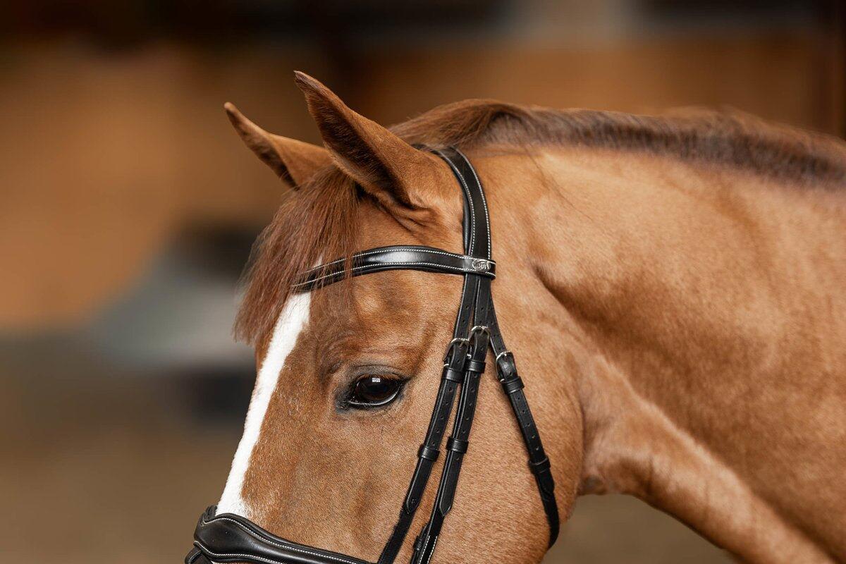 Bridon équitation anatomique HFI Padded 5/7