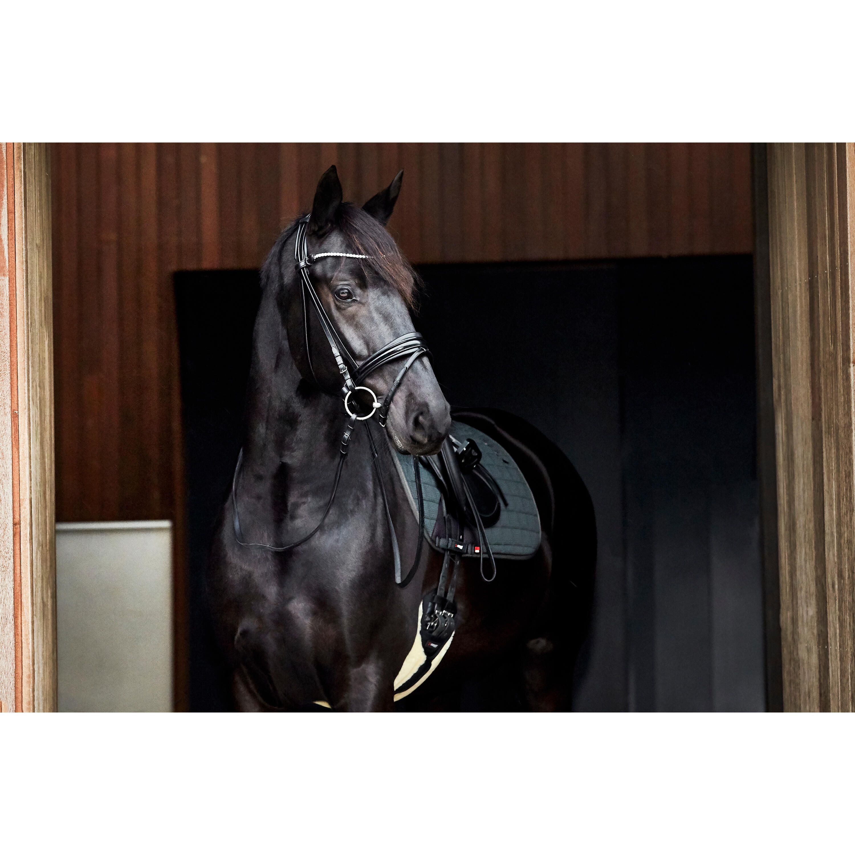 Cincha para caballo  con piel sintética Catago 3/3