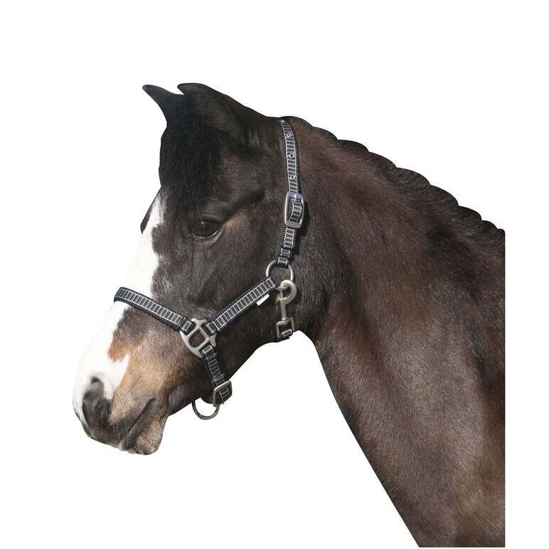 HORSE GUARD picture