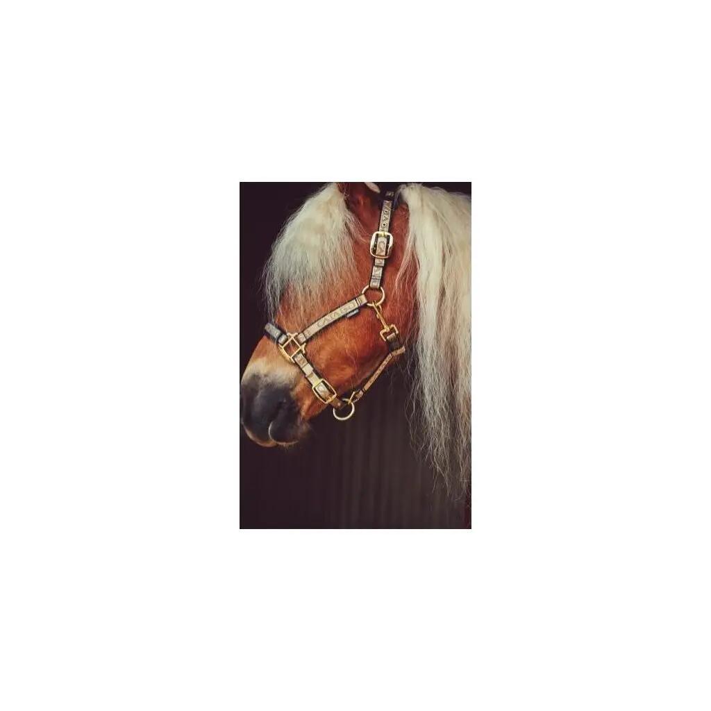 Licol pour cheval Catago 2/2