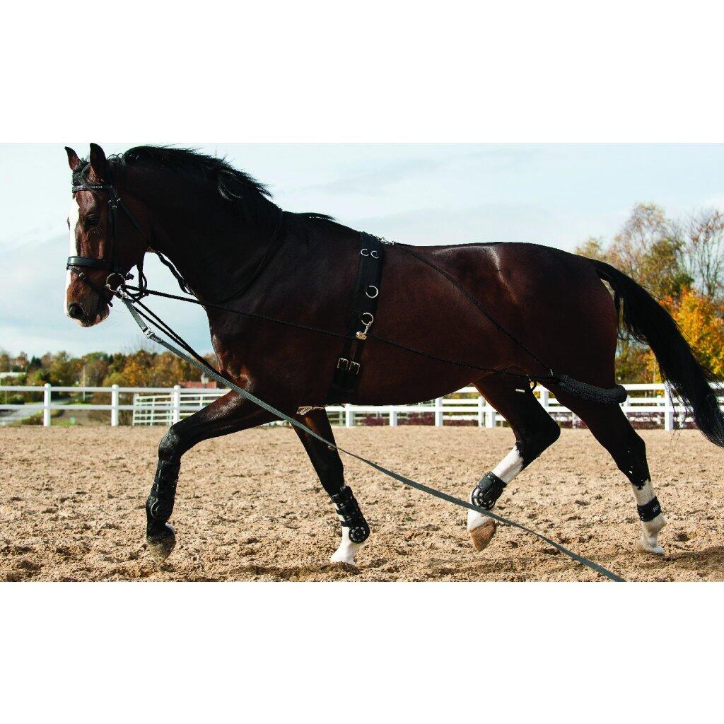 HORSE GUARD picture