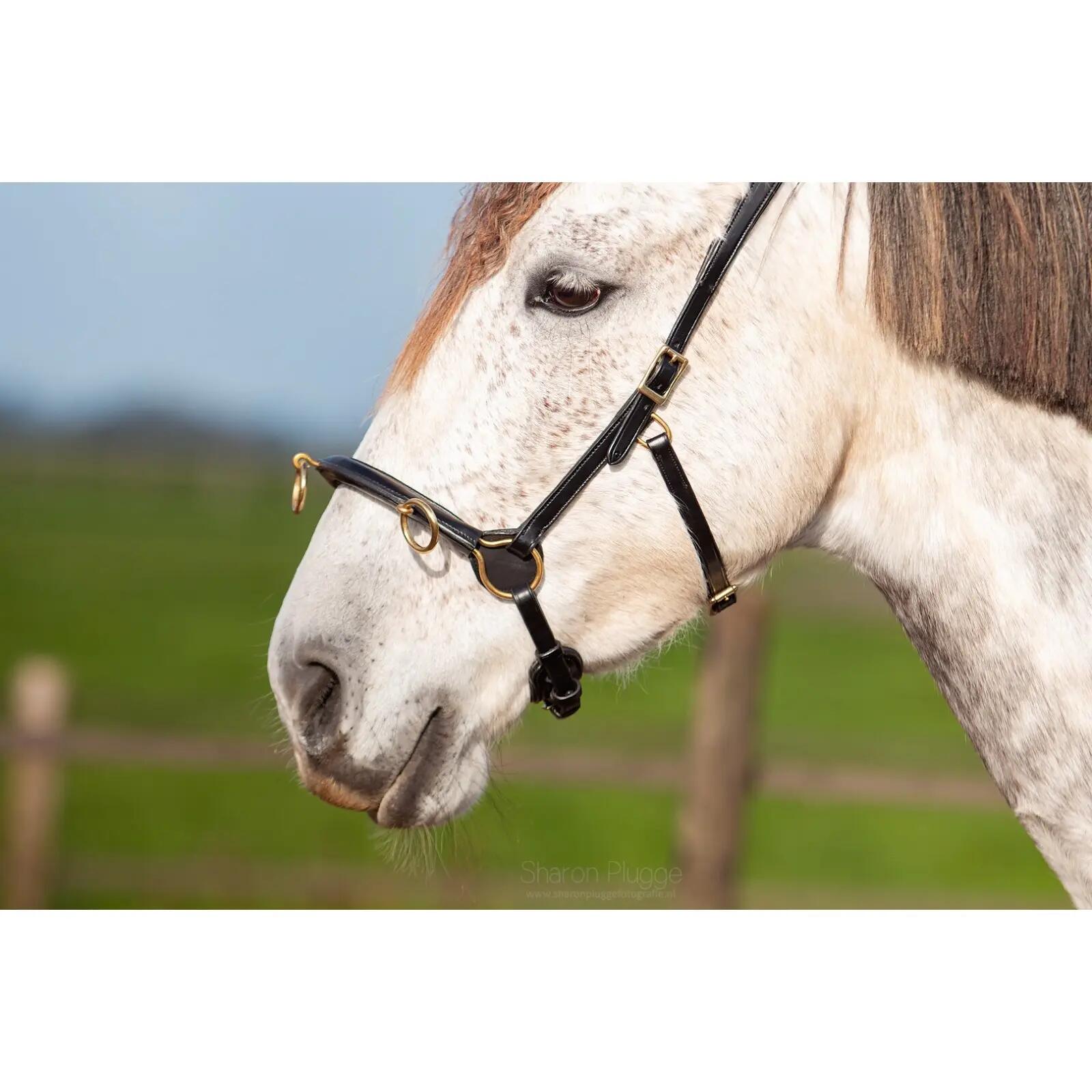 EDIX SADDLES picture