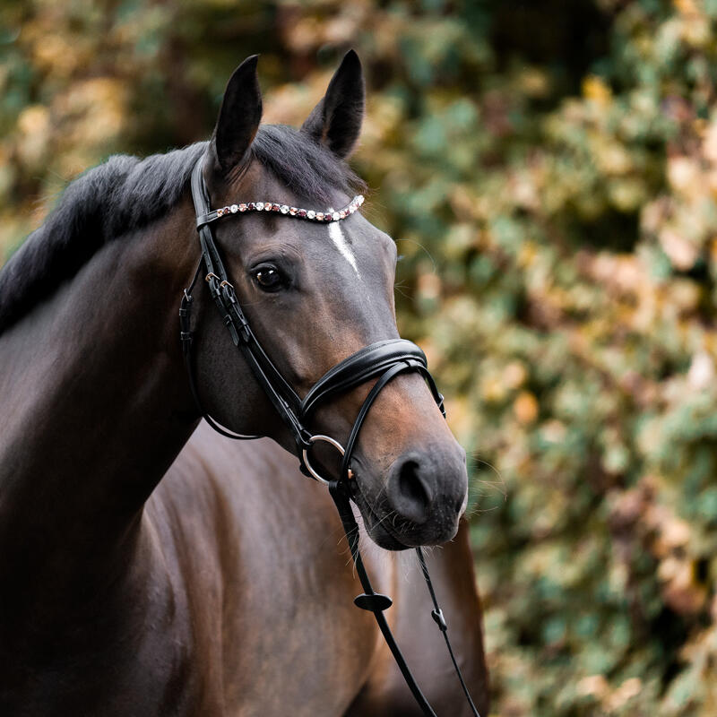 Frontale per cavallo Kavalkade Burgundy 5/5