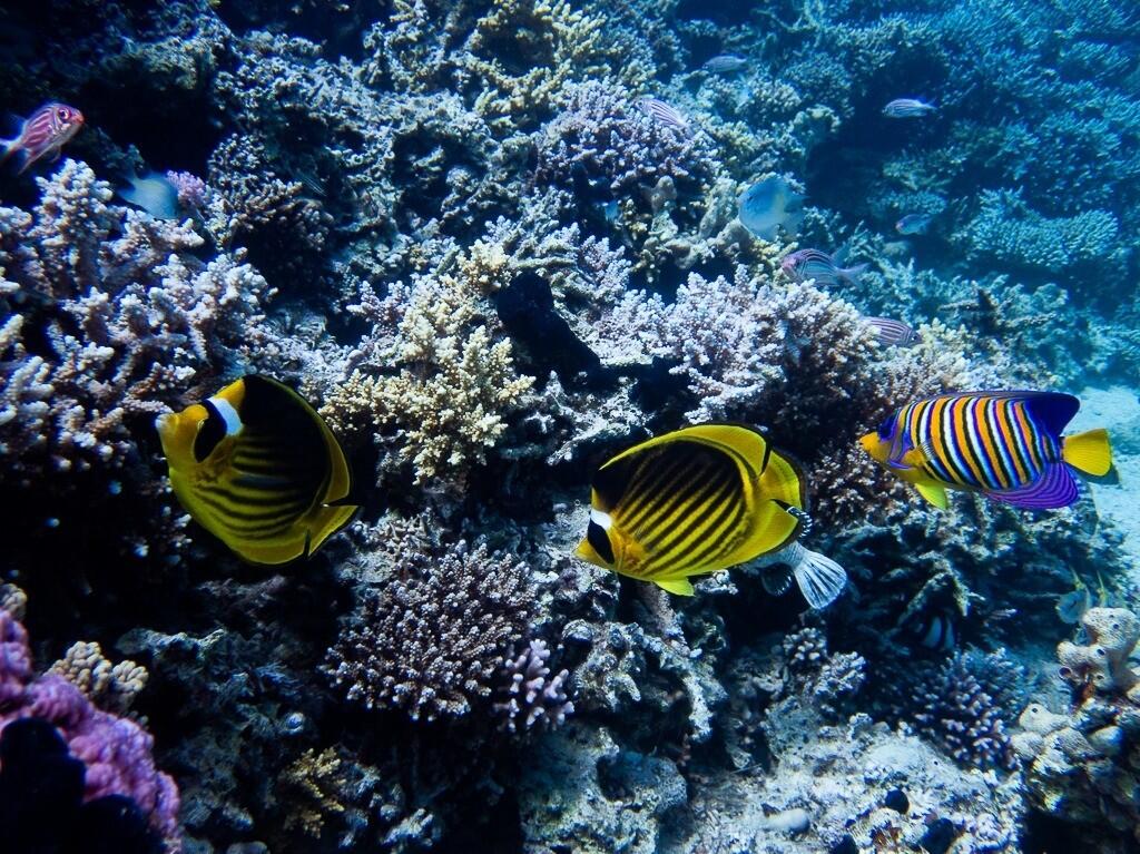 Séjour plongée en mer Rouge : explorez épaves et coraux 1/1