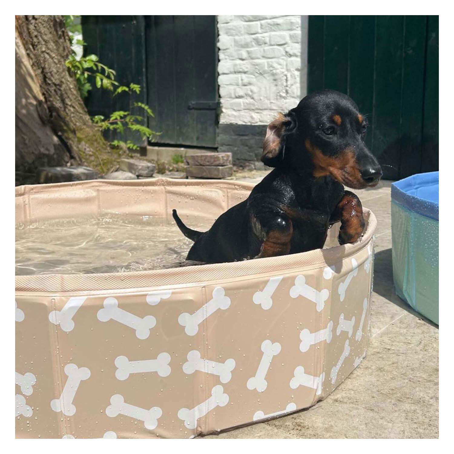 Dog Pool - Orange - Bonebash - Ø 80 cm 3/6
