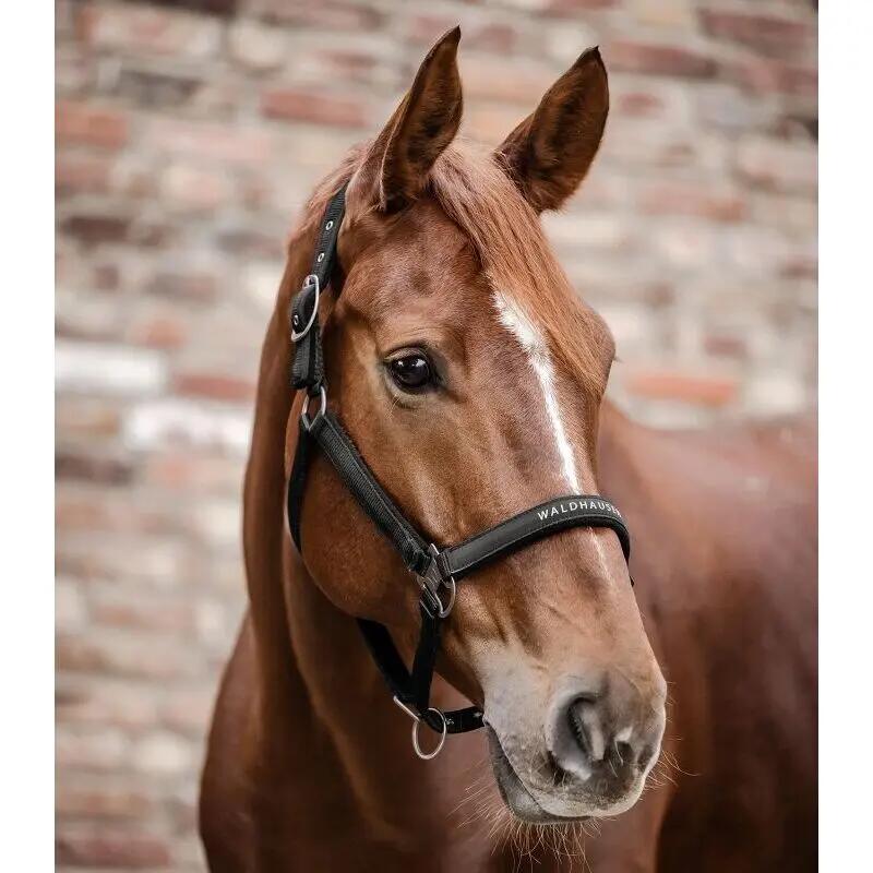 Licol pour cheval Waldhausen Atheltic 2/2