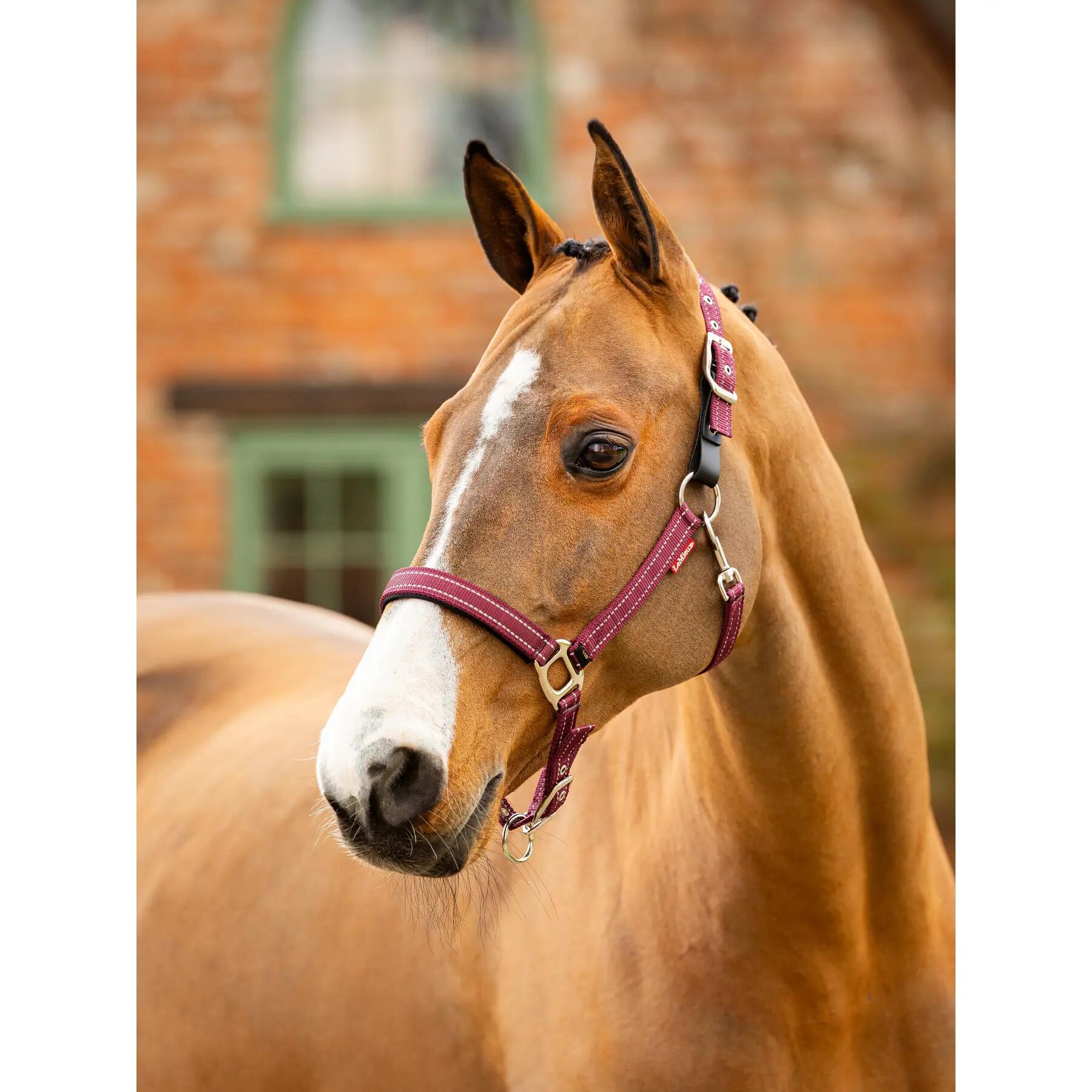 Leren halster voor paarden LeMieux Essential Yard 2/7