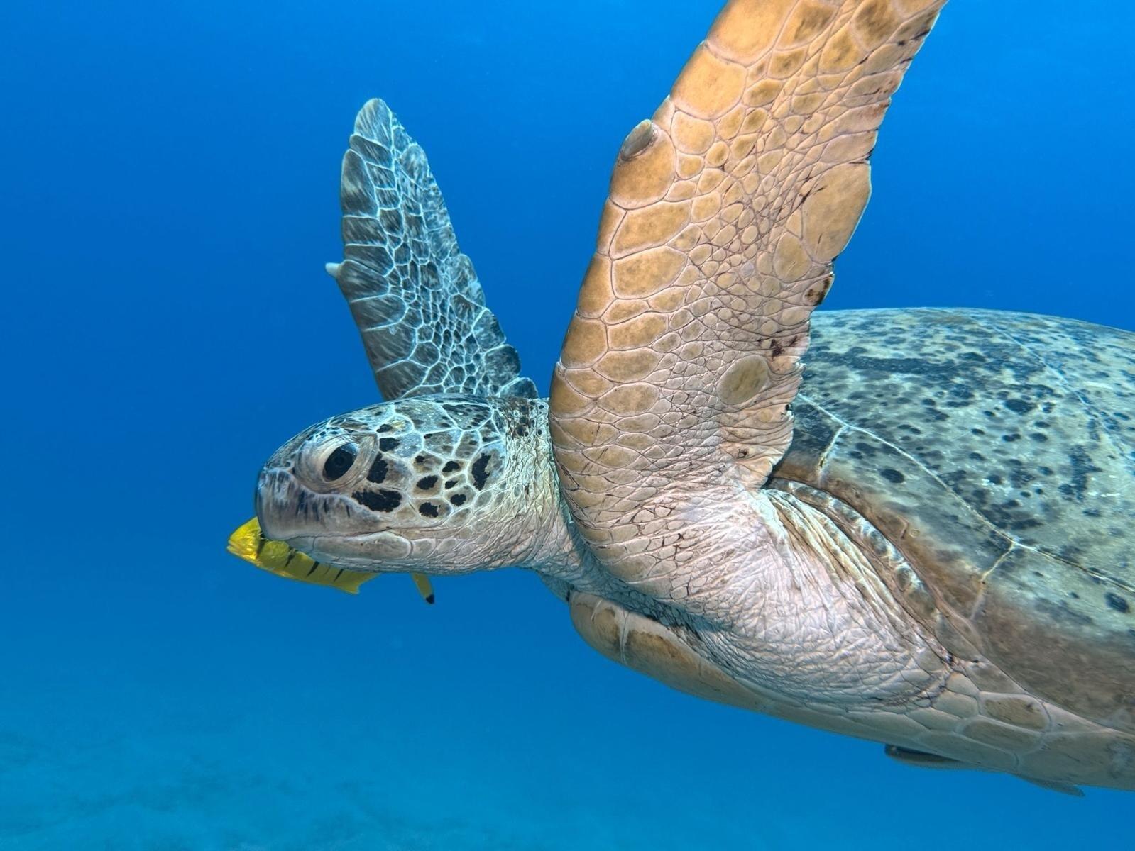 Baptême de plongée à Marsa Alam 1/1