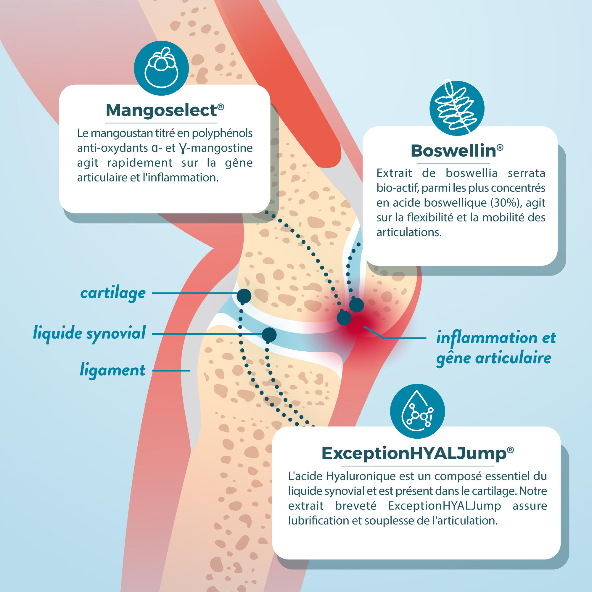 Formule Articulations - Confort Articulaire ET Protection Os & Cartilages - Vega 4/5