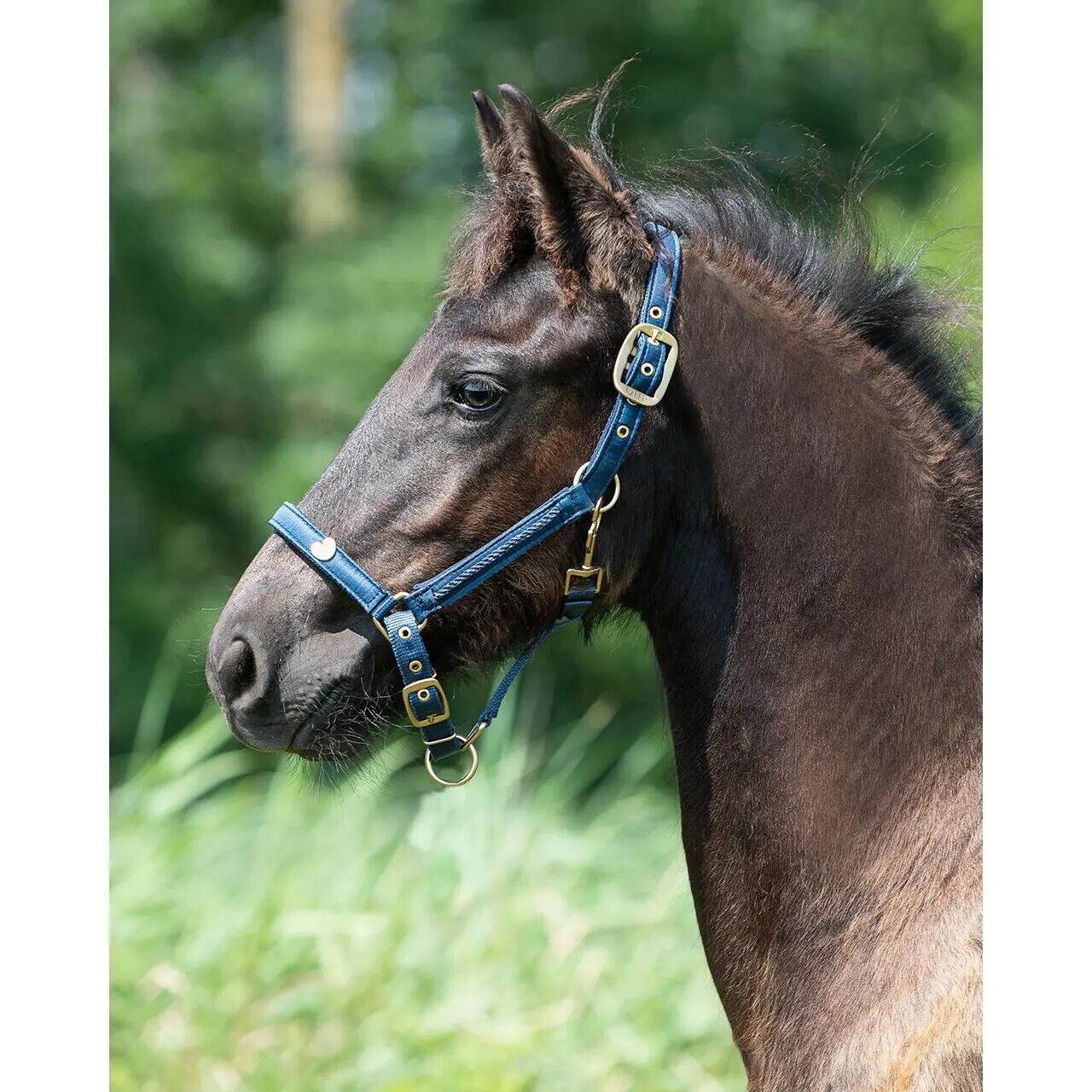 Cavezza per puledro QHP Lily 2/4