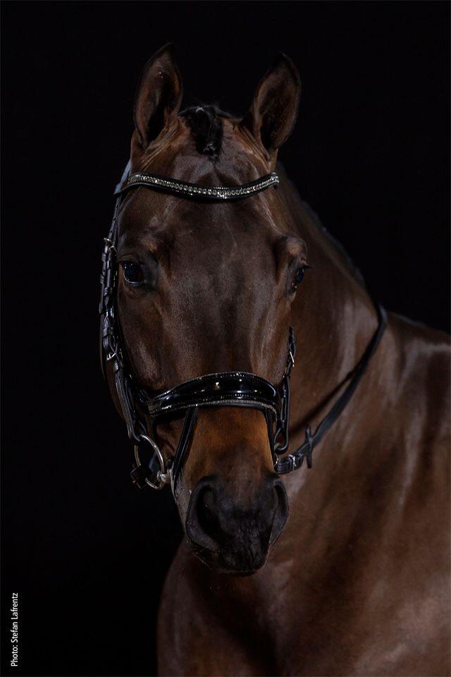Bridon équitation anatomique Schockemöehle Equitus Beta Glam 3/6
