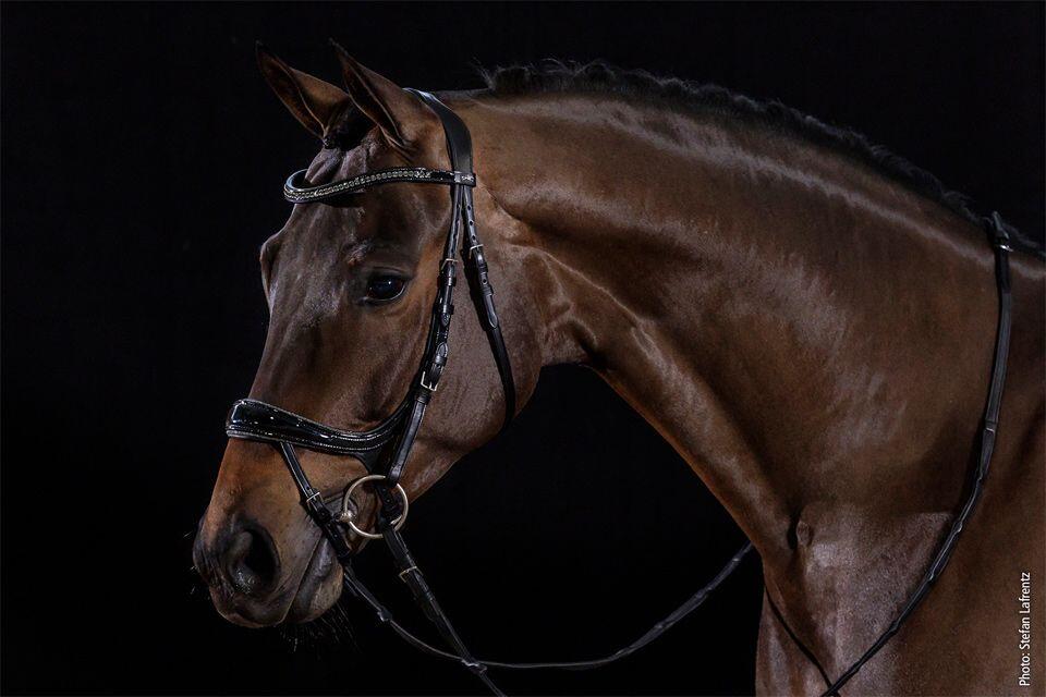 Bridon équitation anatomique Schockemöehle Equitus Beta Glam 2/6