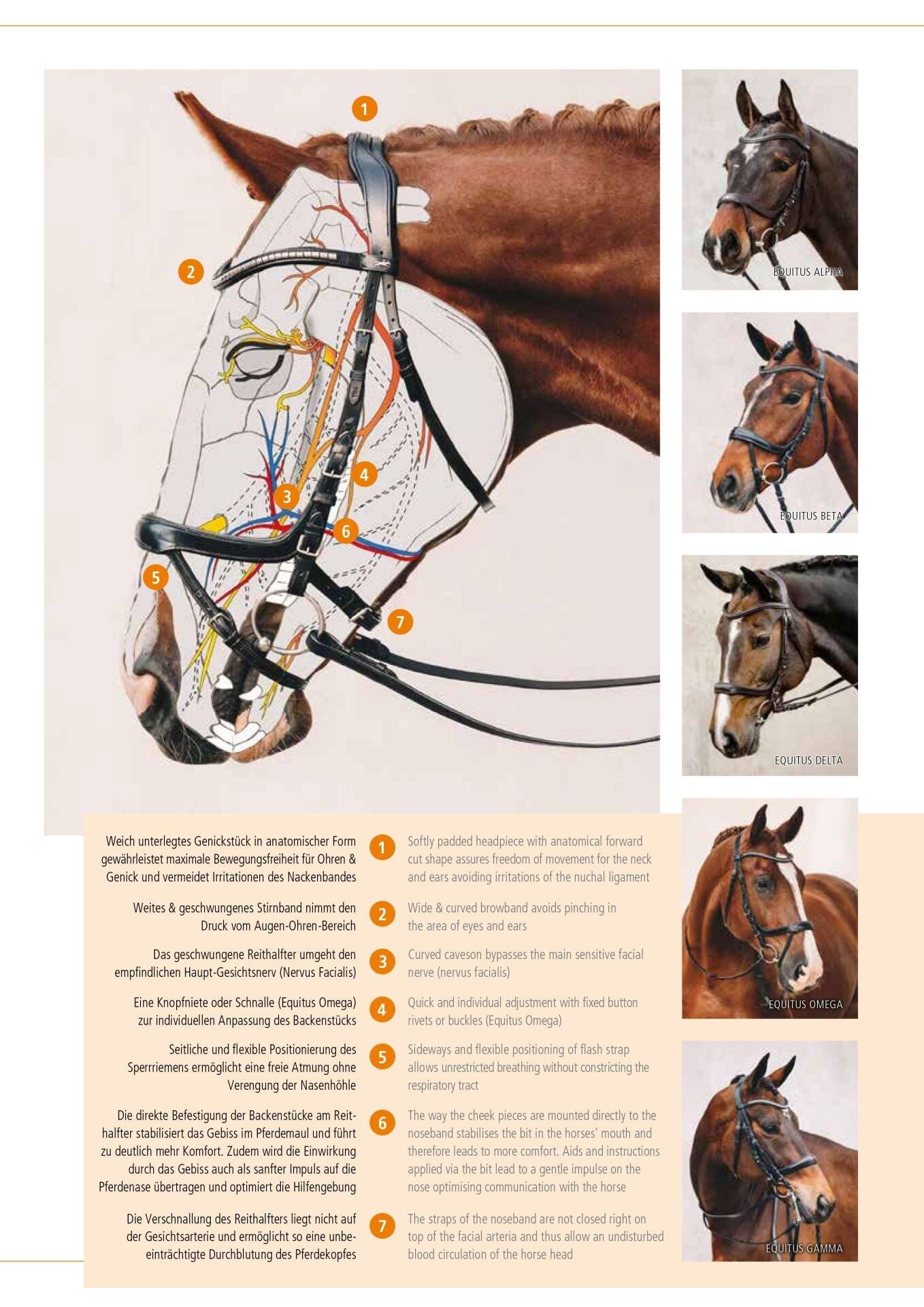 Bridon équitation anatomique Schockemöehle Equitus Beta Glam 6/6