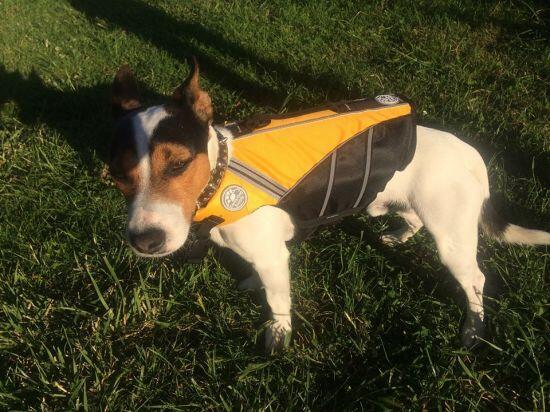 GILET DE SAUVETAGE POUR CHIEN 2/3