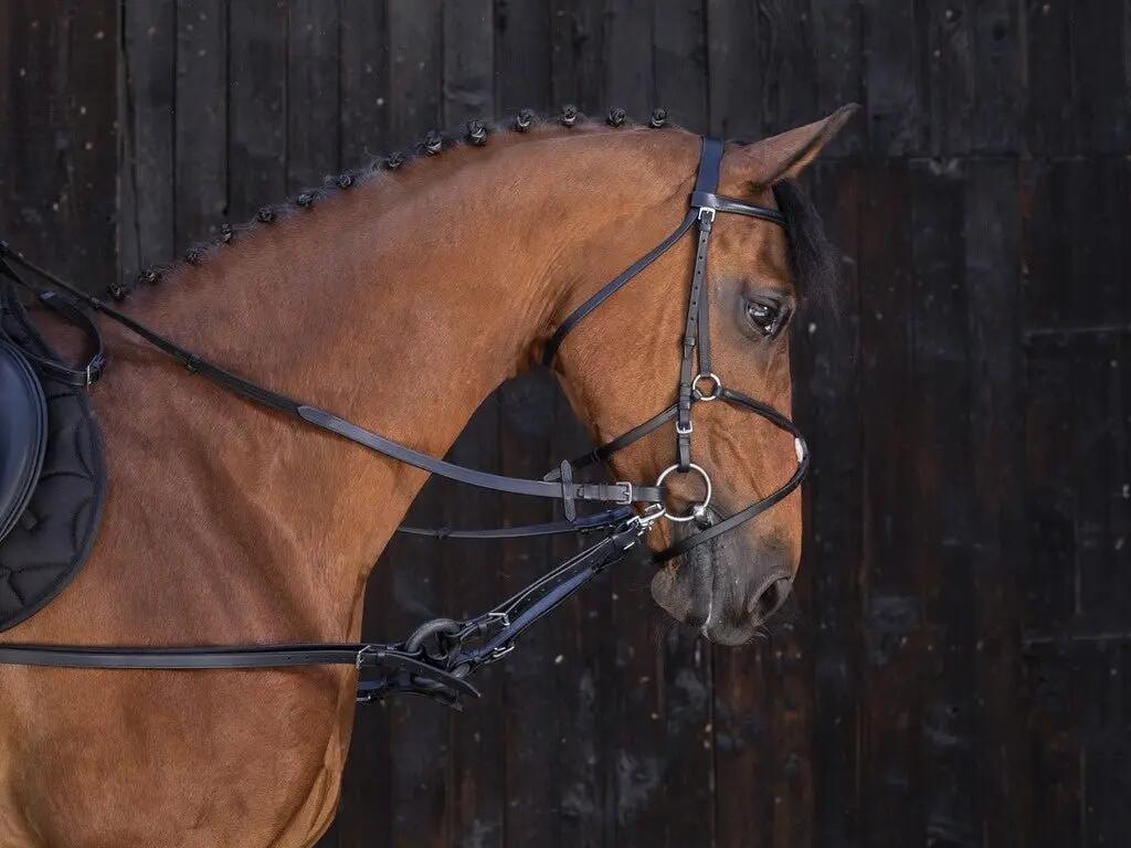 RIDING WORLD picture