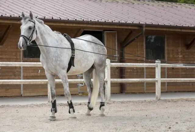 Riding World Leren/koord Teugels Zwart - 2/2