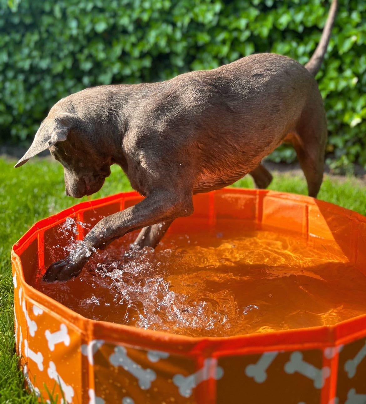 Dog Pool - Orange - Bonebash - Ø 80 cm 5/6