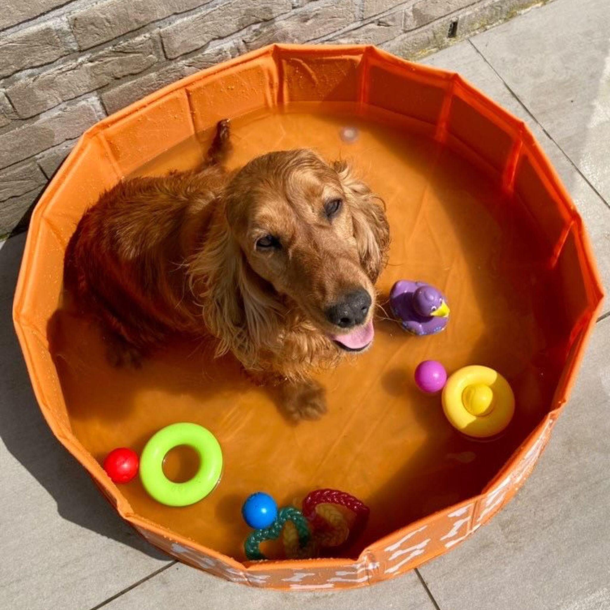 Dog Pool - Orange - Bonebash - Ø 80 cm 4/6