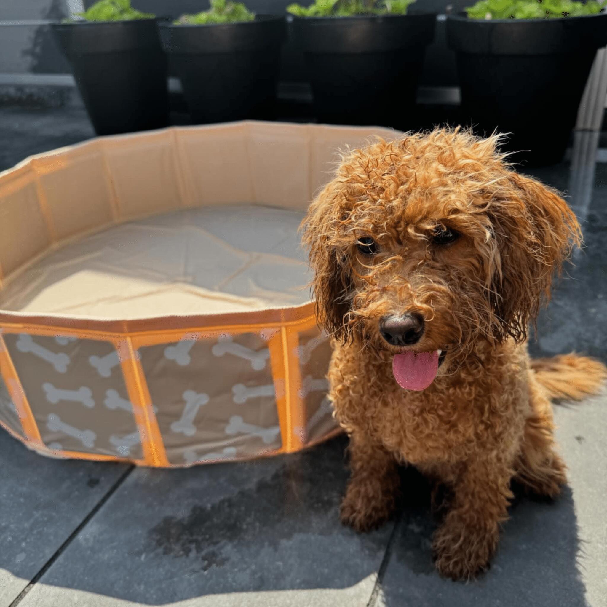 Swim Essentials Hunde Pool Beige Knochen 80 cm 2/4