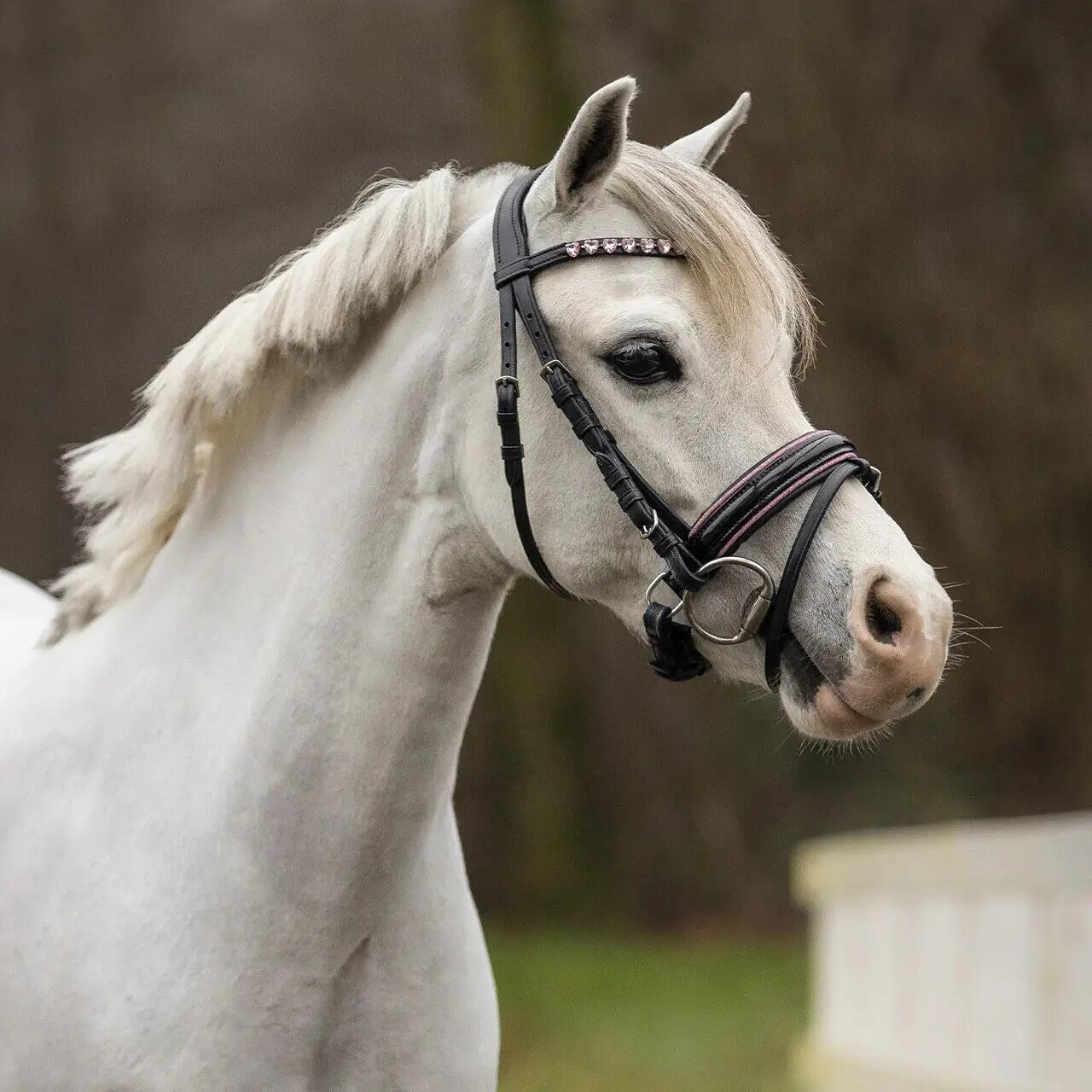 Bridons équitation pour cheval QHP Bixie 5/5