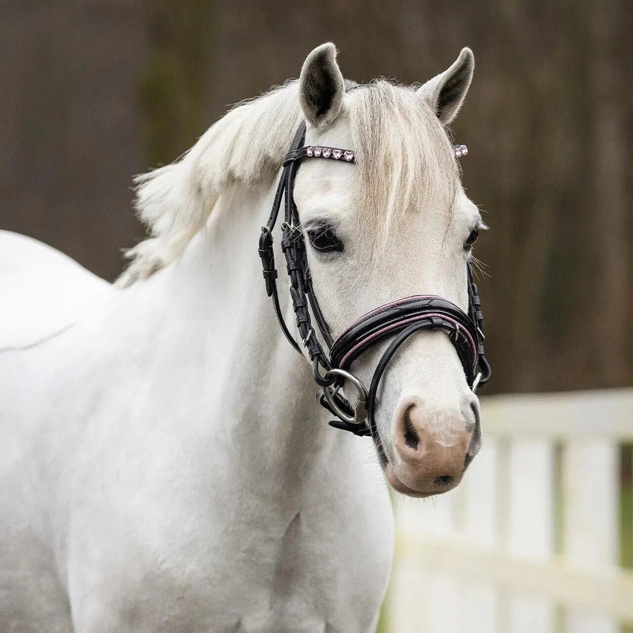 Bridons équitation pour cheval QHP Bixie 4/5