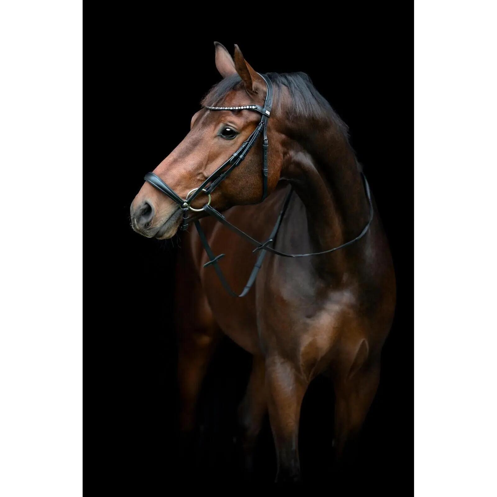 HORSE GUARD picture