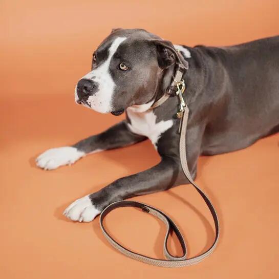 Braided nylon dog leash Kentucky 200 cm 2/4