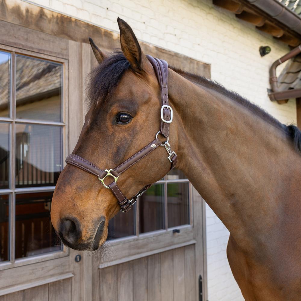 Licol pour cheval en cuir extra souple Dy'on 5/5