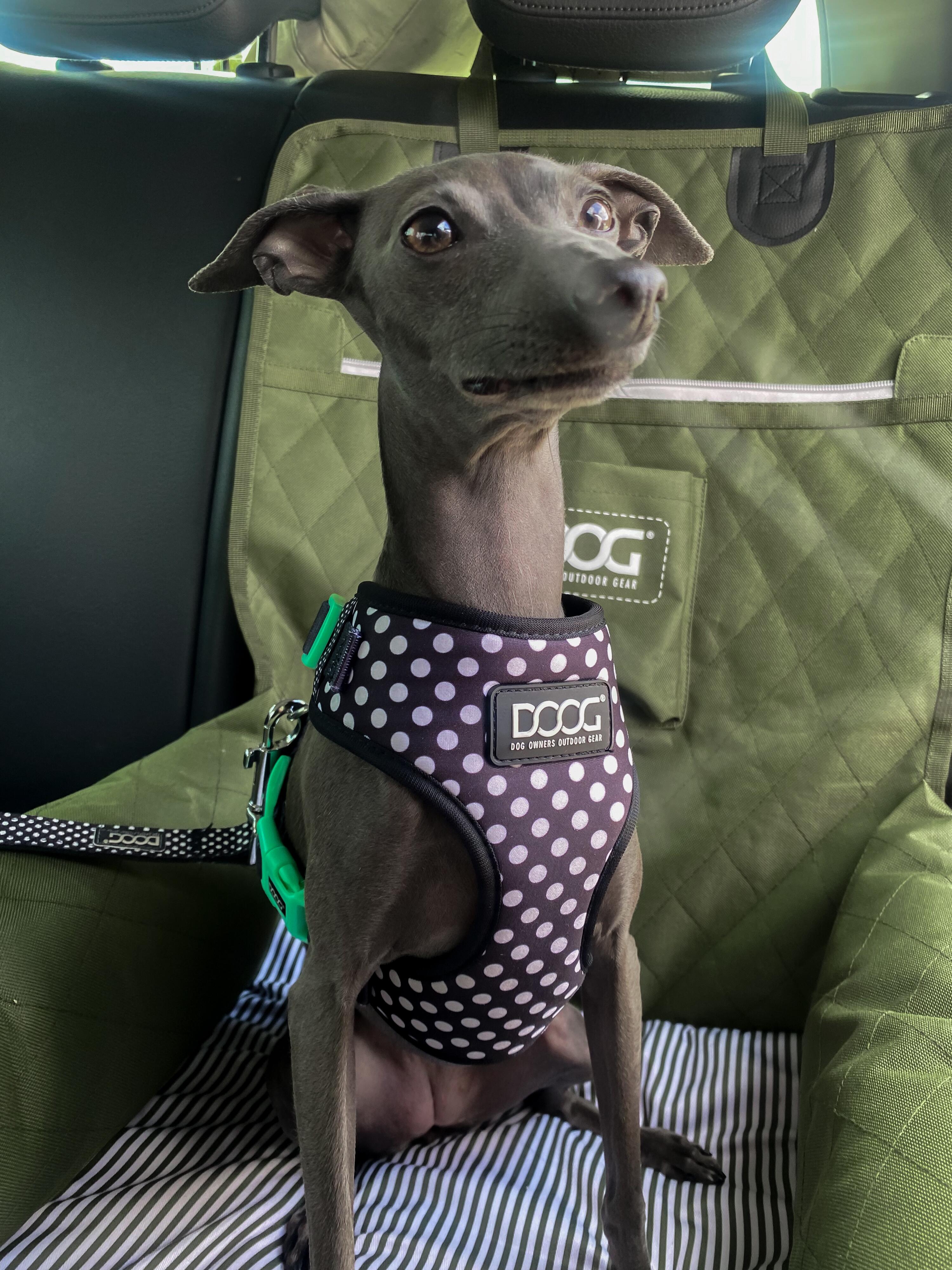 Transportin para asiento de coche color verde 2/5