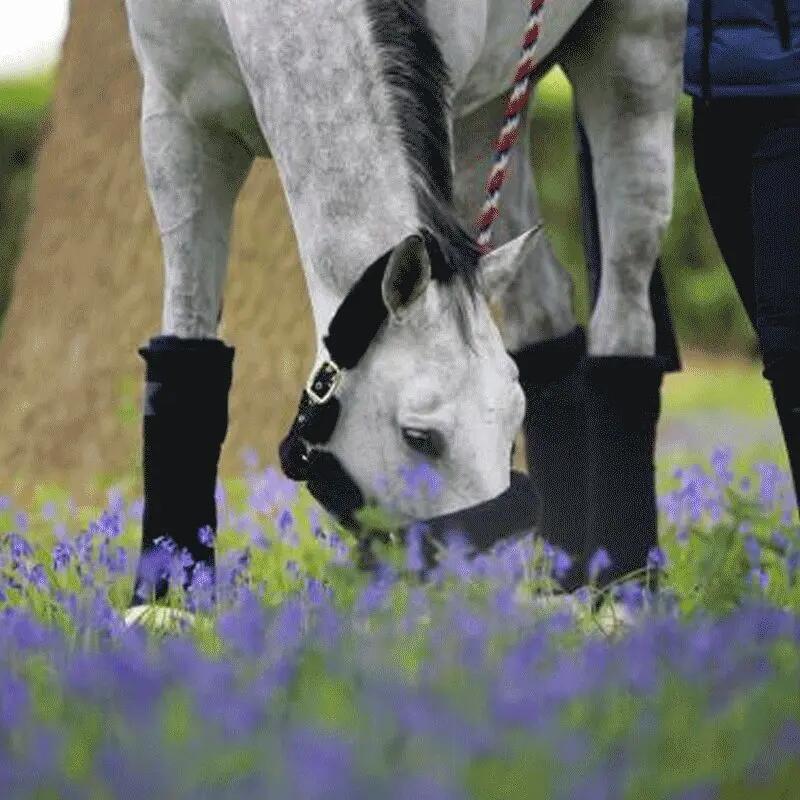 Bandes de repos pour cheval laine Kentucky (x4) 2/3
