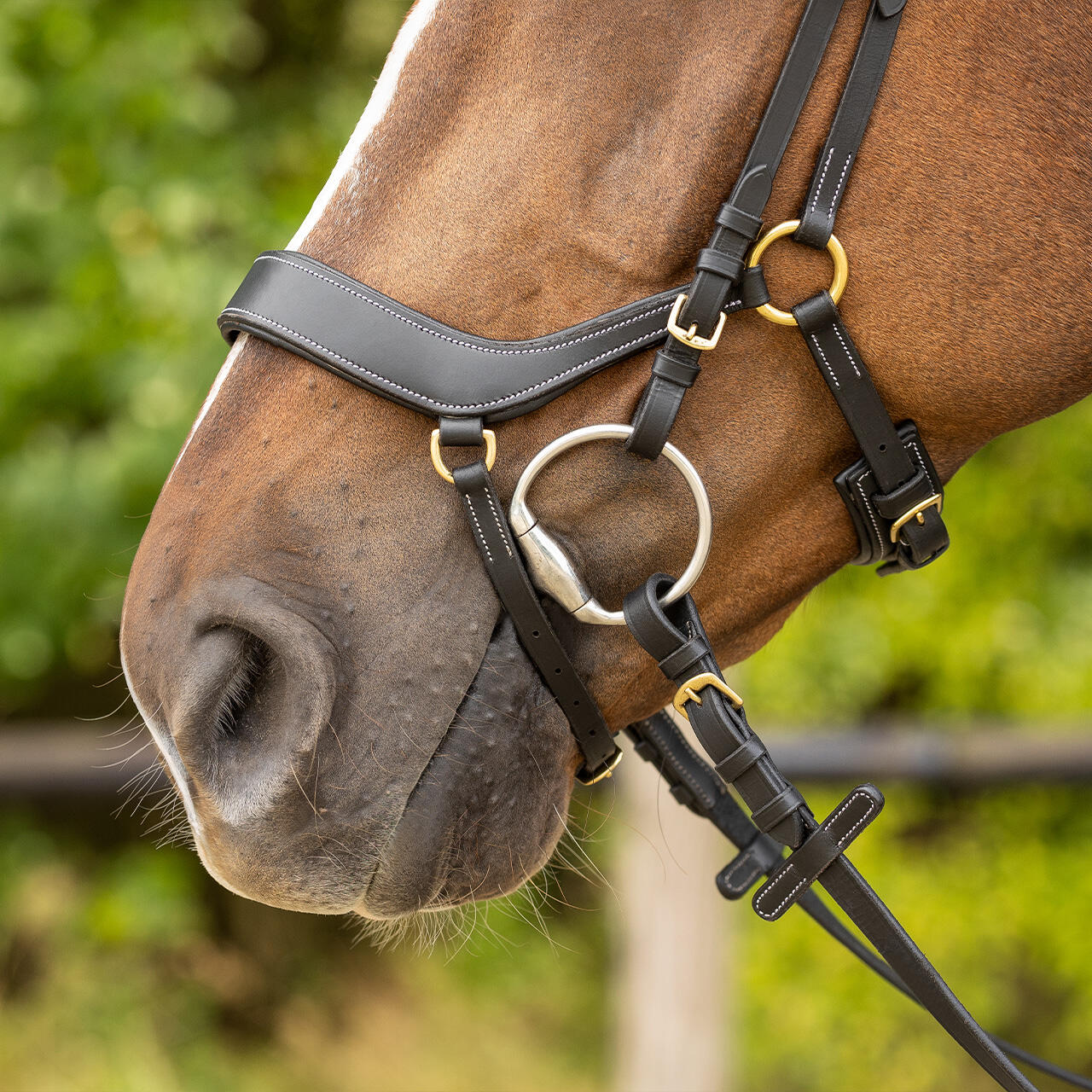 Briglie da equitazione QHP Devi 5/7