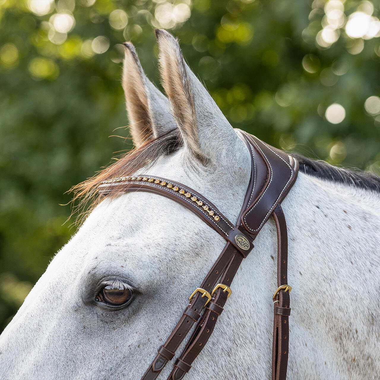 Bridon équitation QHP Devi 5/7