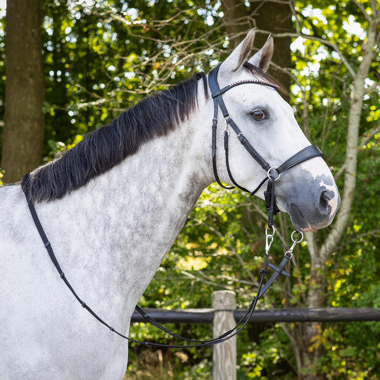 Gebissloser Trensenzaum QHP Sunna 2/7