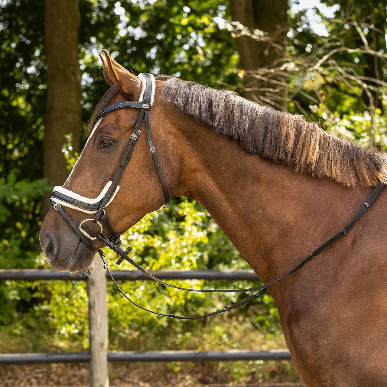 Briglia da equitazione QHP Ontario 5/7