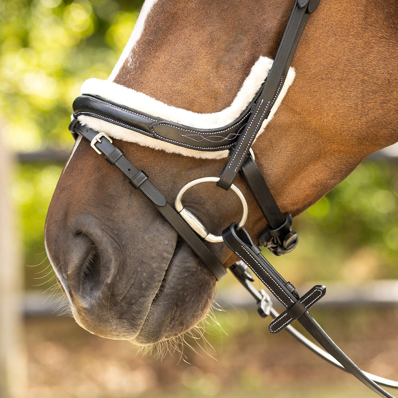 Briglia da equitazione QHP Ontario 7/7