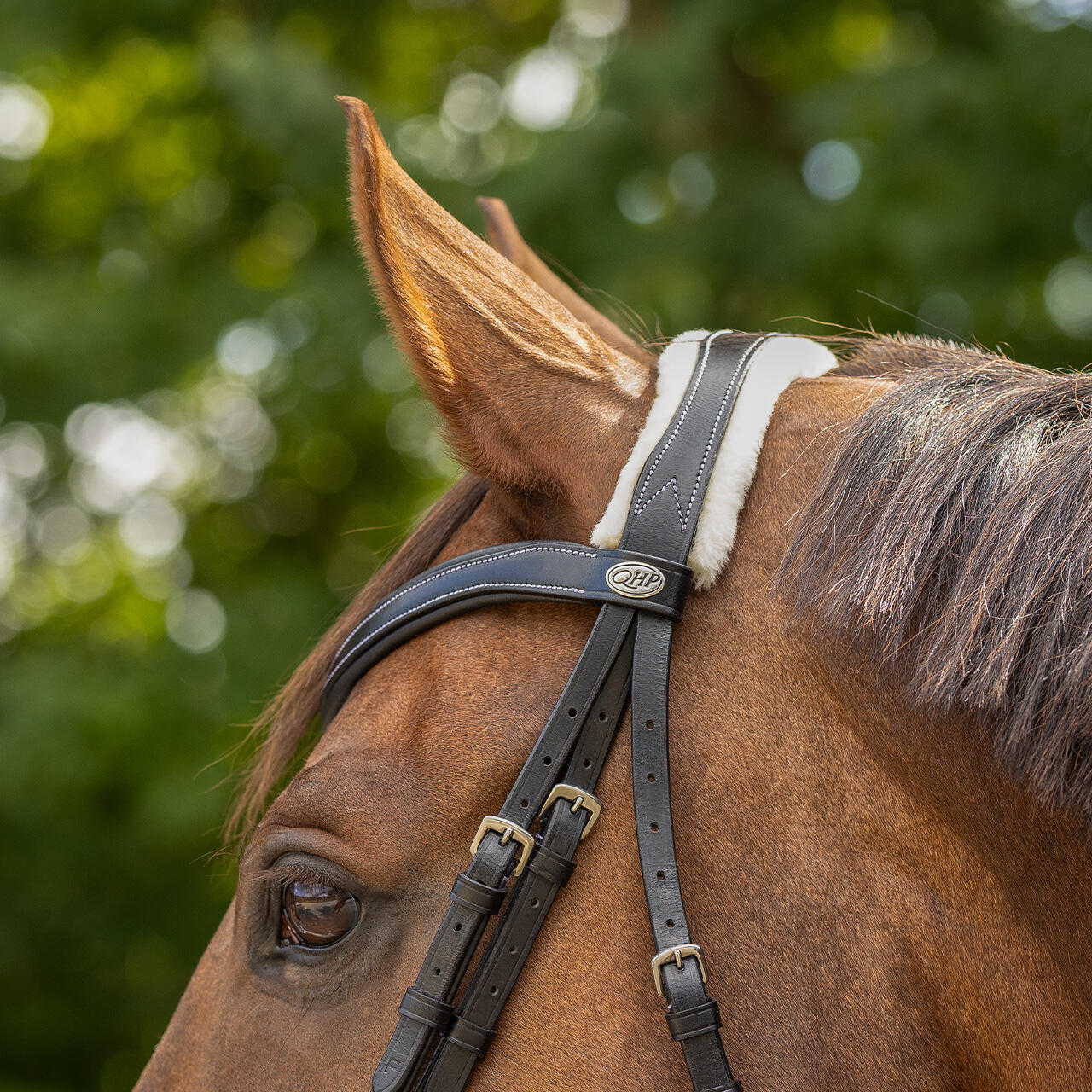 Briglia da equitazione QHP Ontario 6/7