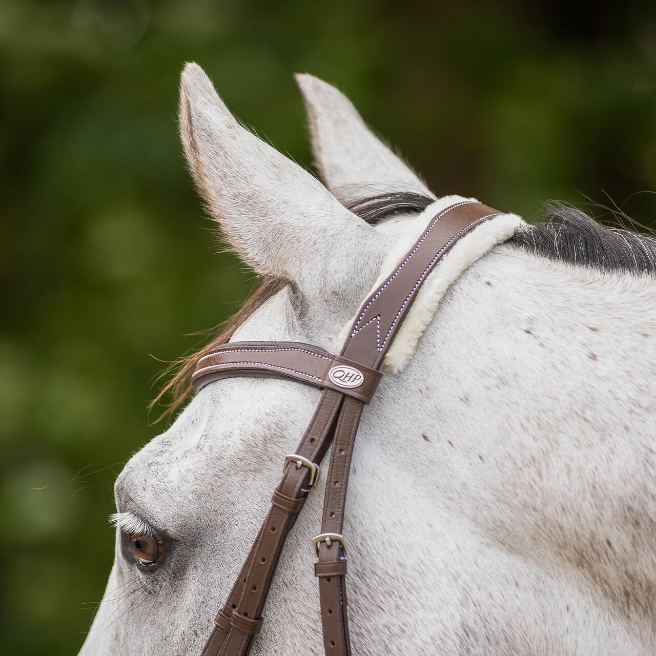 Briglia da equitazione QHP Ontario 7/7