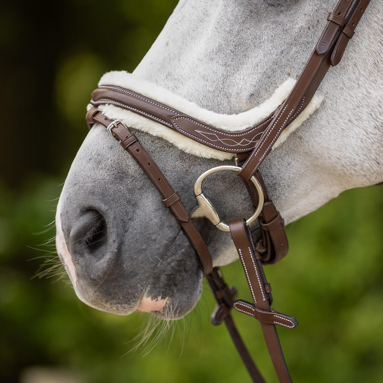 Briglia da equitazione QHP Ontario 2/7