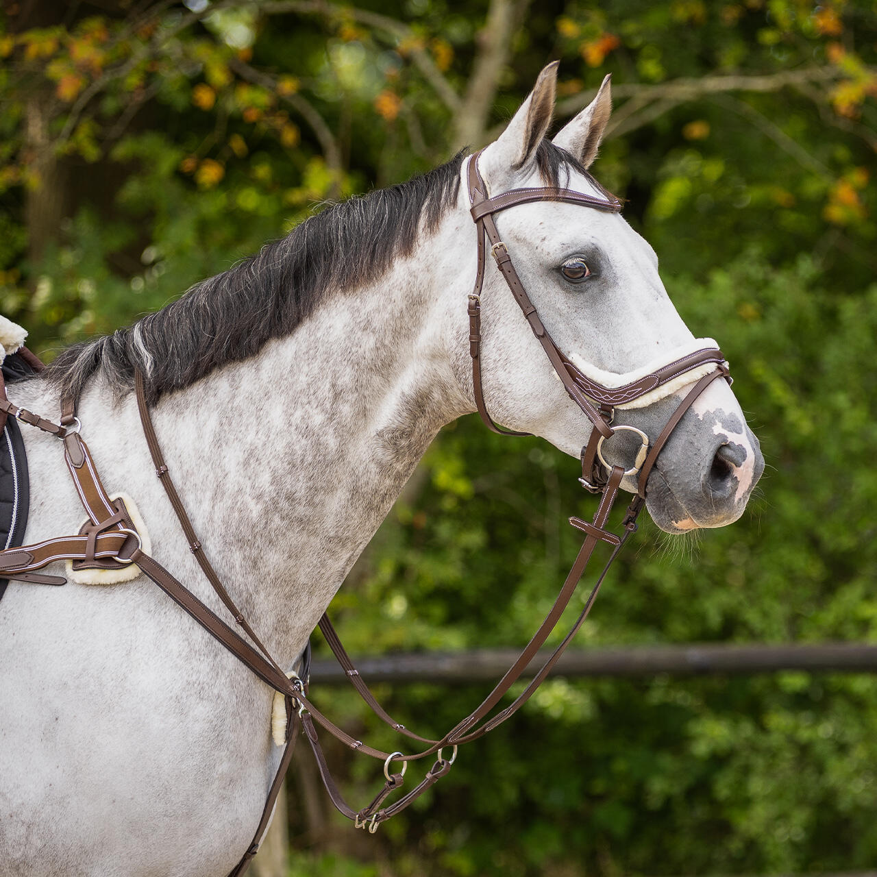 Briglia da equitazione QHP Ontario 3/7