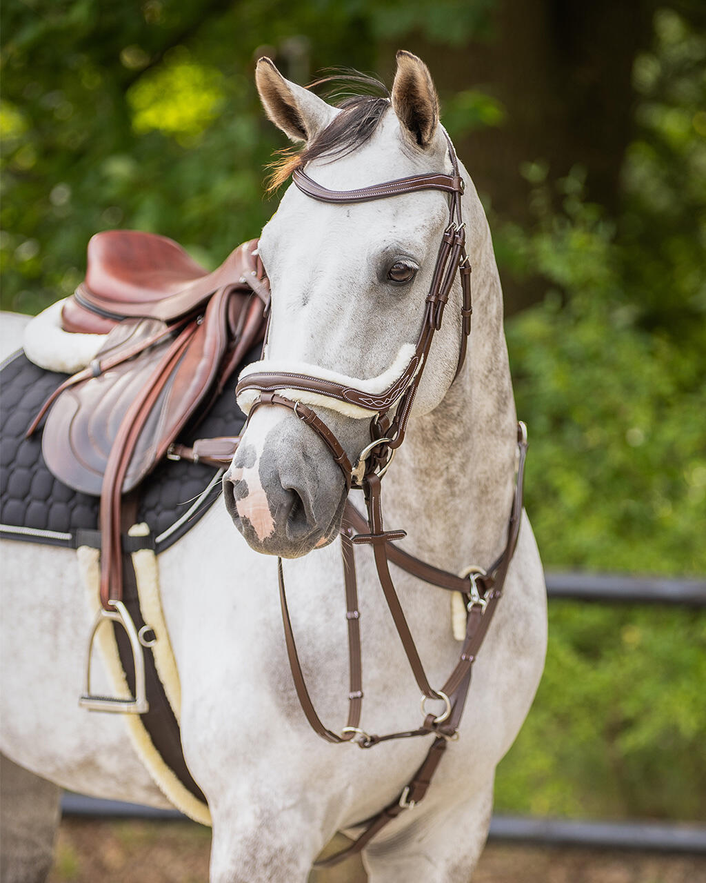 Briglia da equitazione QHP Ontario 5/7