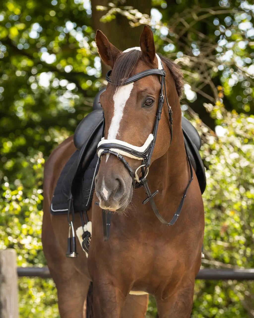 Briglia da equitazione QHP Ontario 4/7