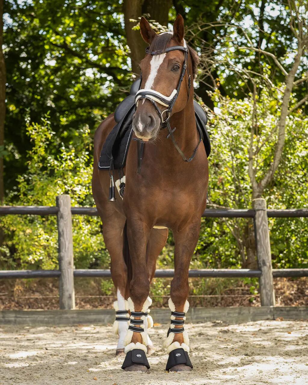 Briglia da equitazione QHP Ontario 6/7