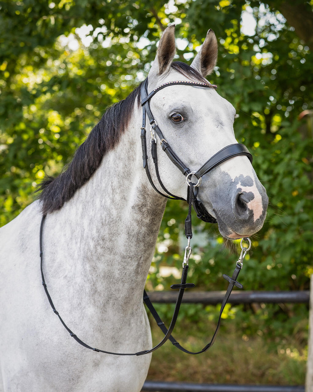 Gebissloser Trensenzaum QHP Sunna 5/7